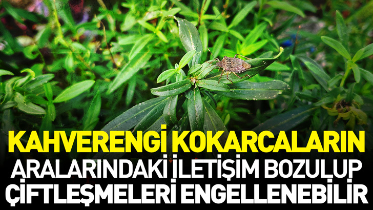 'Kahverengi kokarcaların aralarındaki iletişim bozulup, çiftleşmeleri engellenebilir'