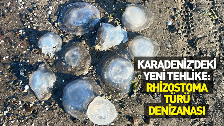 Karadeniz'deki yeni tehlike: Rhizostoma türü denizanası