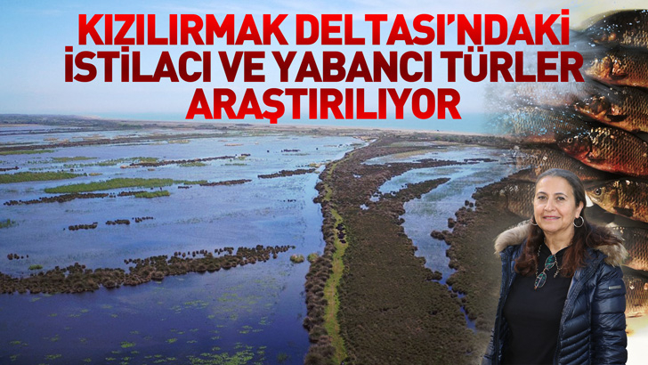 Kızılırmak Deltası'ndaki istilacı ve yabancı türler araştırılıyor