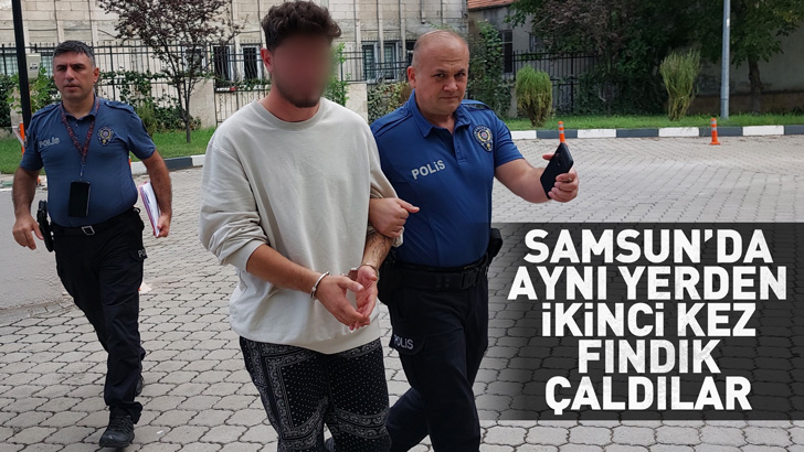 Samsun'da aynı yerden ikinci kez fındık çaldılar