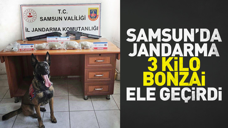 Samsun'da jandarma 3 kilo bonzai ele geçirdi