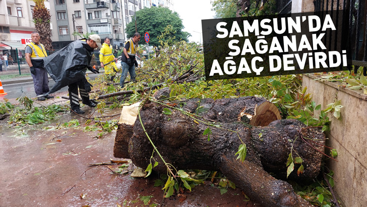 Samsun'da sağanak ağaç devirdi